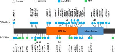 Biallelic disruption of DDX41 activity is associated with distinct genomic and immunophenotypic hallmarks in acute leukemia